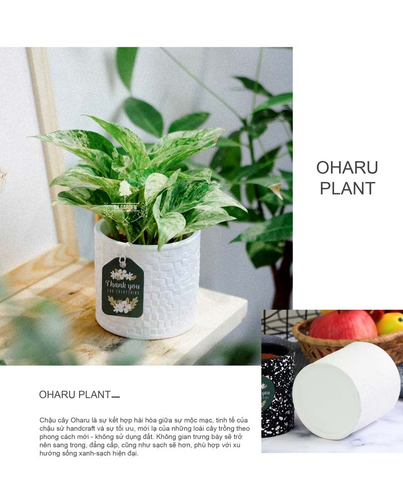 Trầu Bà Cẩm Thạch 8.0 - Cây Trồng Không Cần Đất