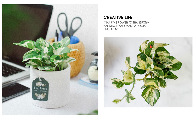 Trầu Bà Cẩm Thạch 8.0 - Cây Trồng Không Cần Đất