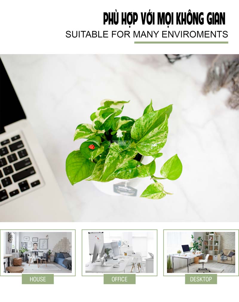 Trầu Bà Cẩm Thạch 8.0 - Cây Trồng Không Cần Đất