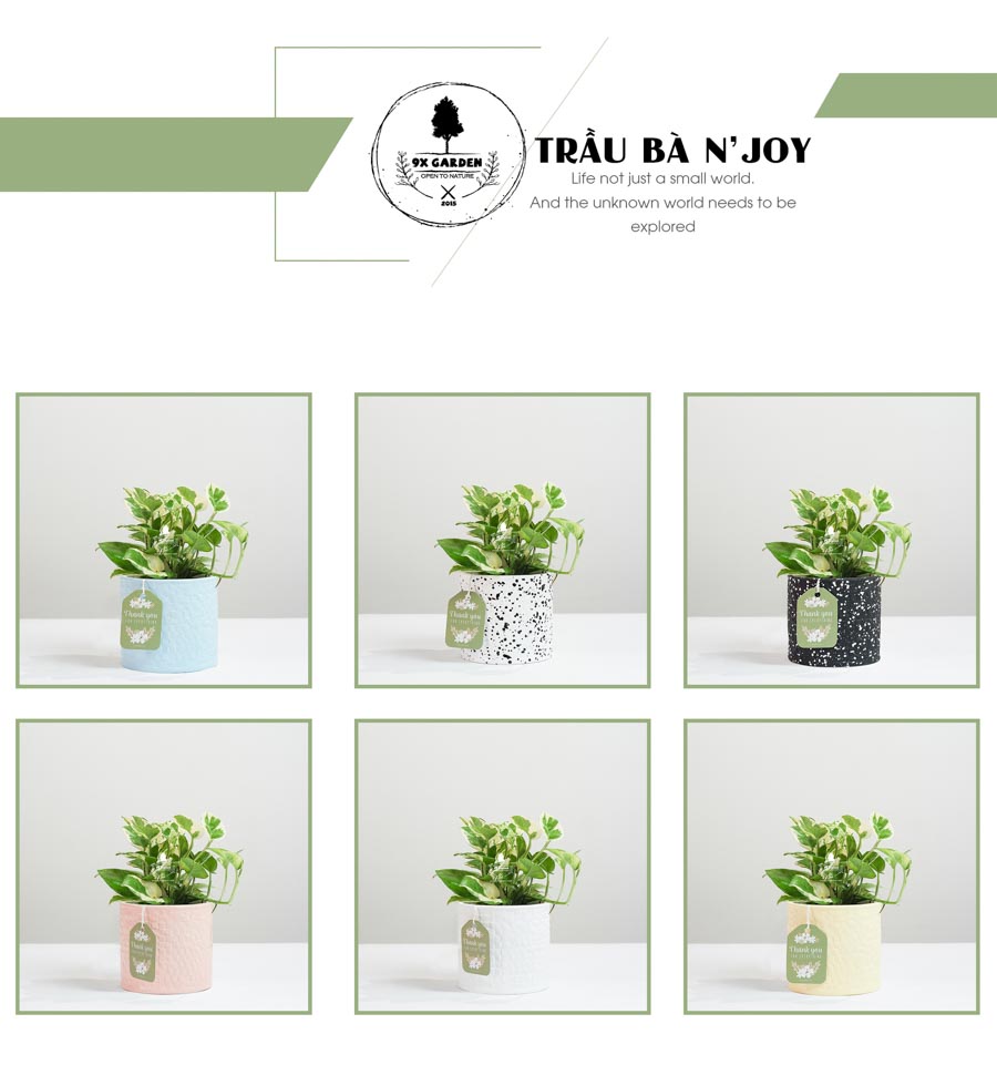 Trầu Bà Cẩm Thạch - Ami 10.0 - Cây Trồng Không Đất - 9X GARDEN