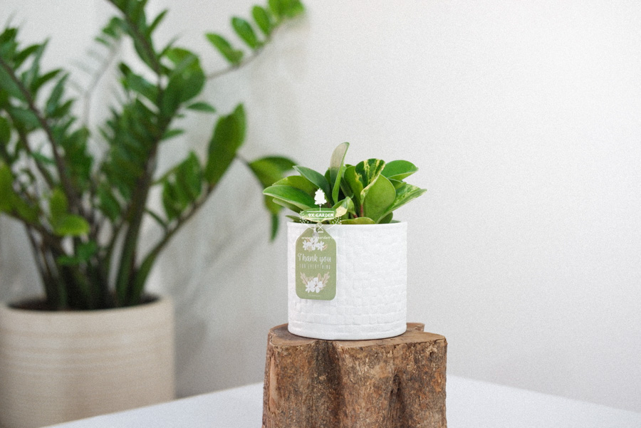 Trường Sinh x Ami 10.0 - Cây Trồng Không Đất - 9X GARD