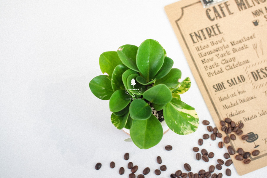 Trường Sinh x Ami 10.0 - Cây Trồng Không Đất - 9X GARD