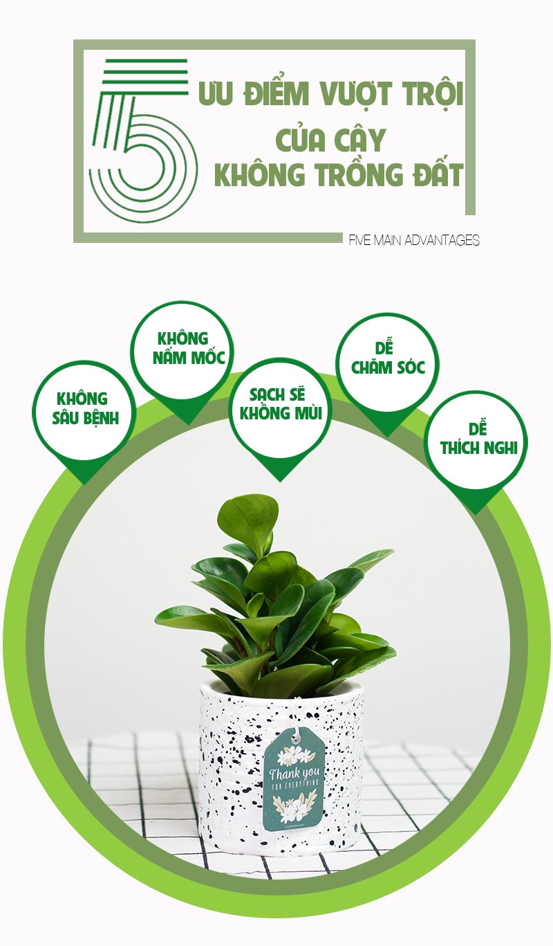 Trường Sinh 8.0 - Cây Trồng Không Cần Đất 9X Garden