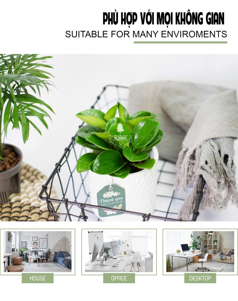 Trường Sinh 8.0 - Cây Trồng Không Cần Đất 9X Garden