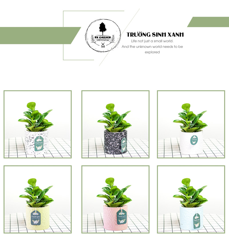 Trường Sinh 8.0 - Cây Trồng Không Cần Đất 9X Garden