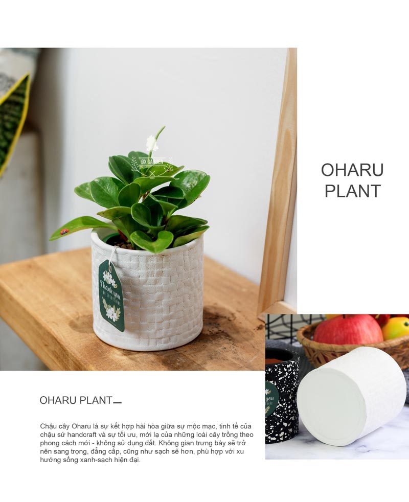 Trường Sinh 8.0 - Cây Trồng Không Cần Đất 9X Garden