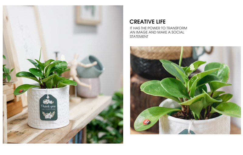 Trường Sinh 8.0 - Cây Trồng Không Cần Đất 9X Garden