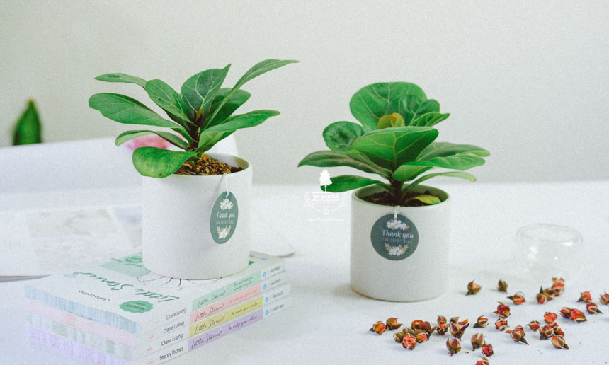 Plant Care: Bàng Singapore