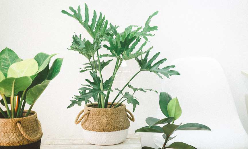 Plant Care: Thanh Xuân