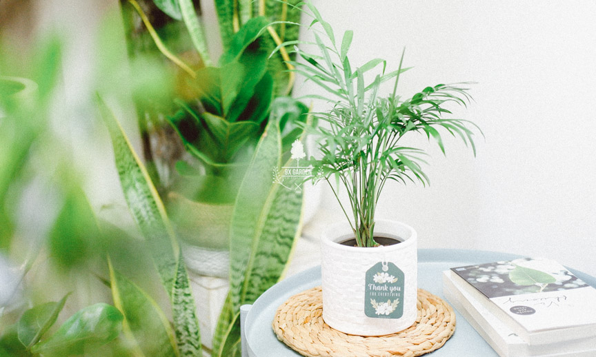 Chăm Sóc Cây Cau Tiểu Trâm Không Cần Đất 9X GARDEN