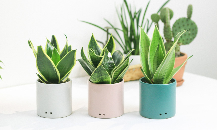 Plant Care: Cây Lưỡi Hổ