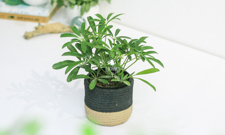 Chăm Sóc Cây Ngũ Gia Bì Không Cần Đất 9X GARDEN