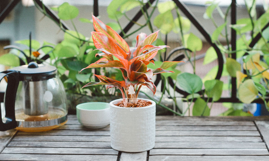 Plant Care – Cây Phú Quý