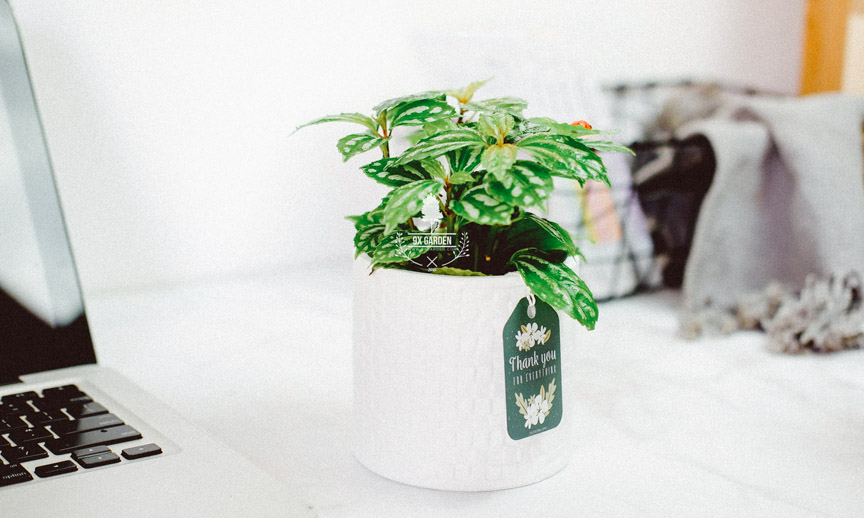 Plant Care: Cây Sao Băng