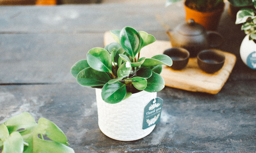 Plant  Care: Trường Sinh