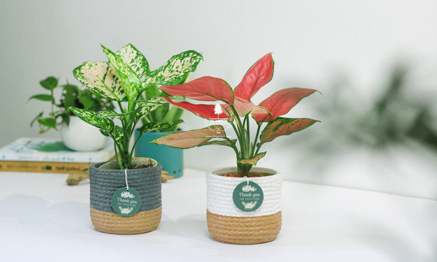 Chăm Sóc Cây Vạn Lộc Không Cần Đất 9X GARDEN