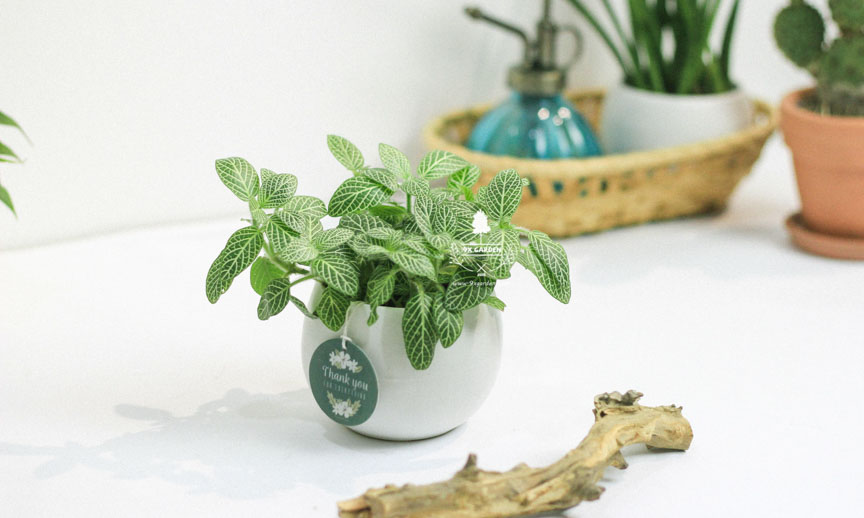 Plant Care: Lá May Mắn