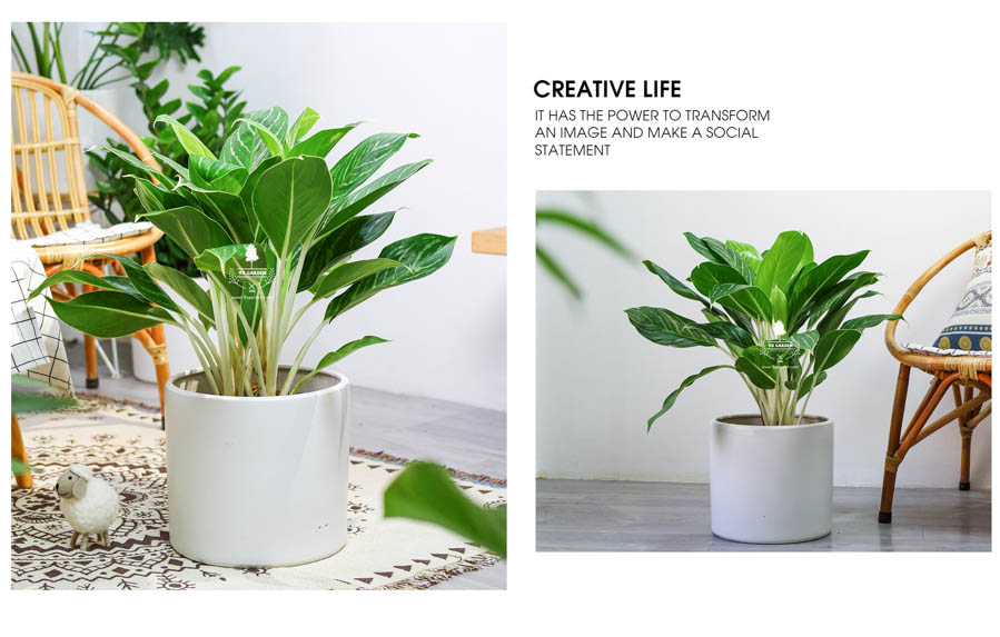 Cây Bạch Mã Hoàng Từ Không Cần Đất - 9X GARDEN