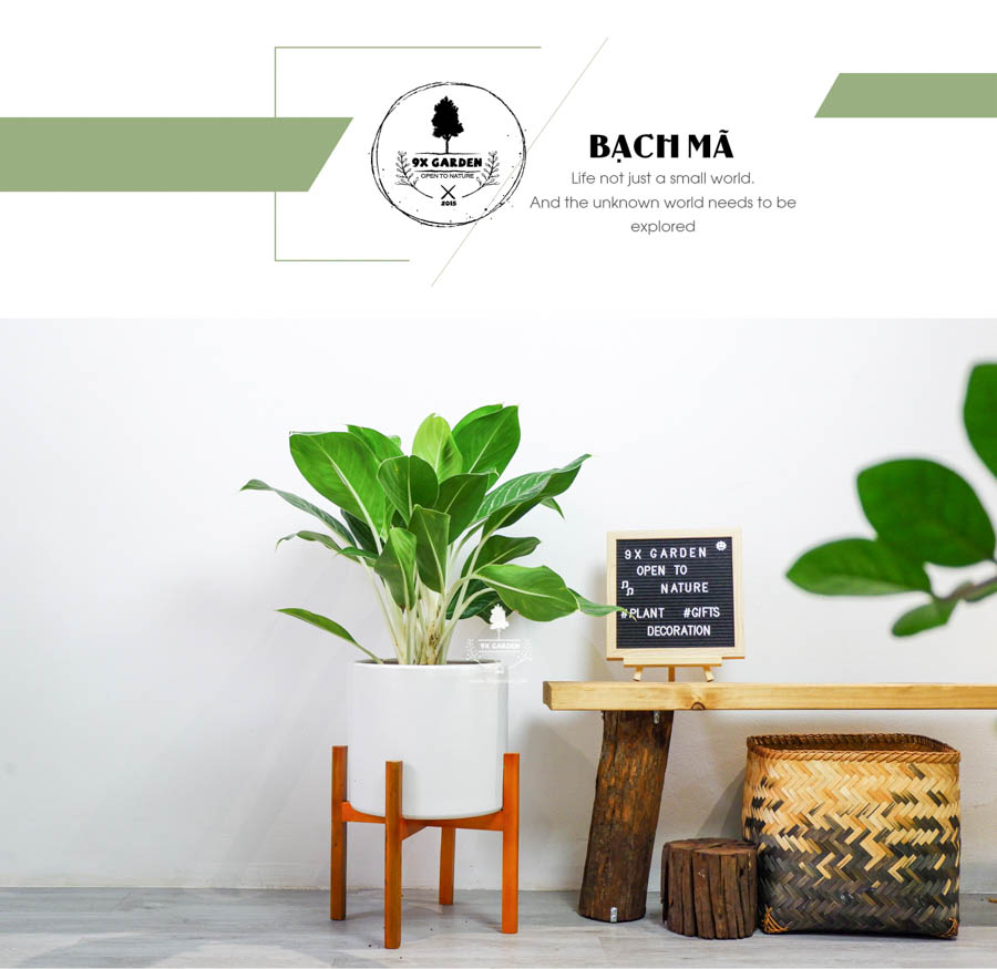 Cây Bạch Mã Hoàng Từ Không Cần Đất - 9X GARDEN