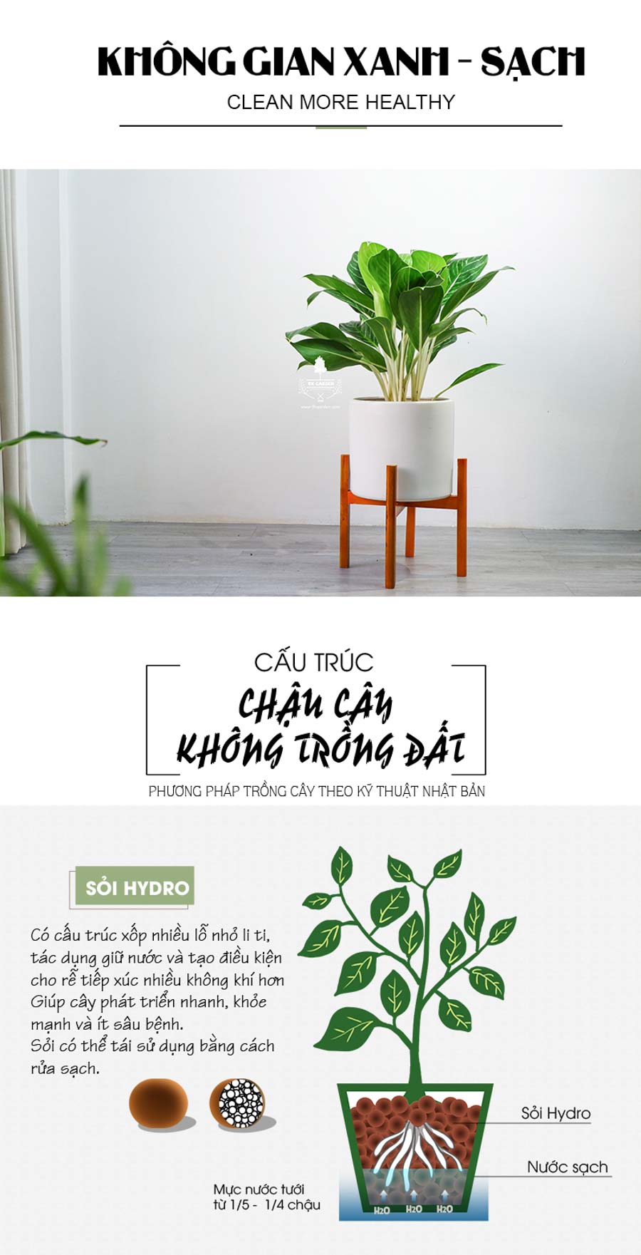 Cây Bạch Mã Hoàng Từ Không Cần Đất - 9X GARDEN