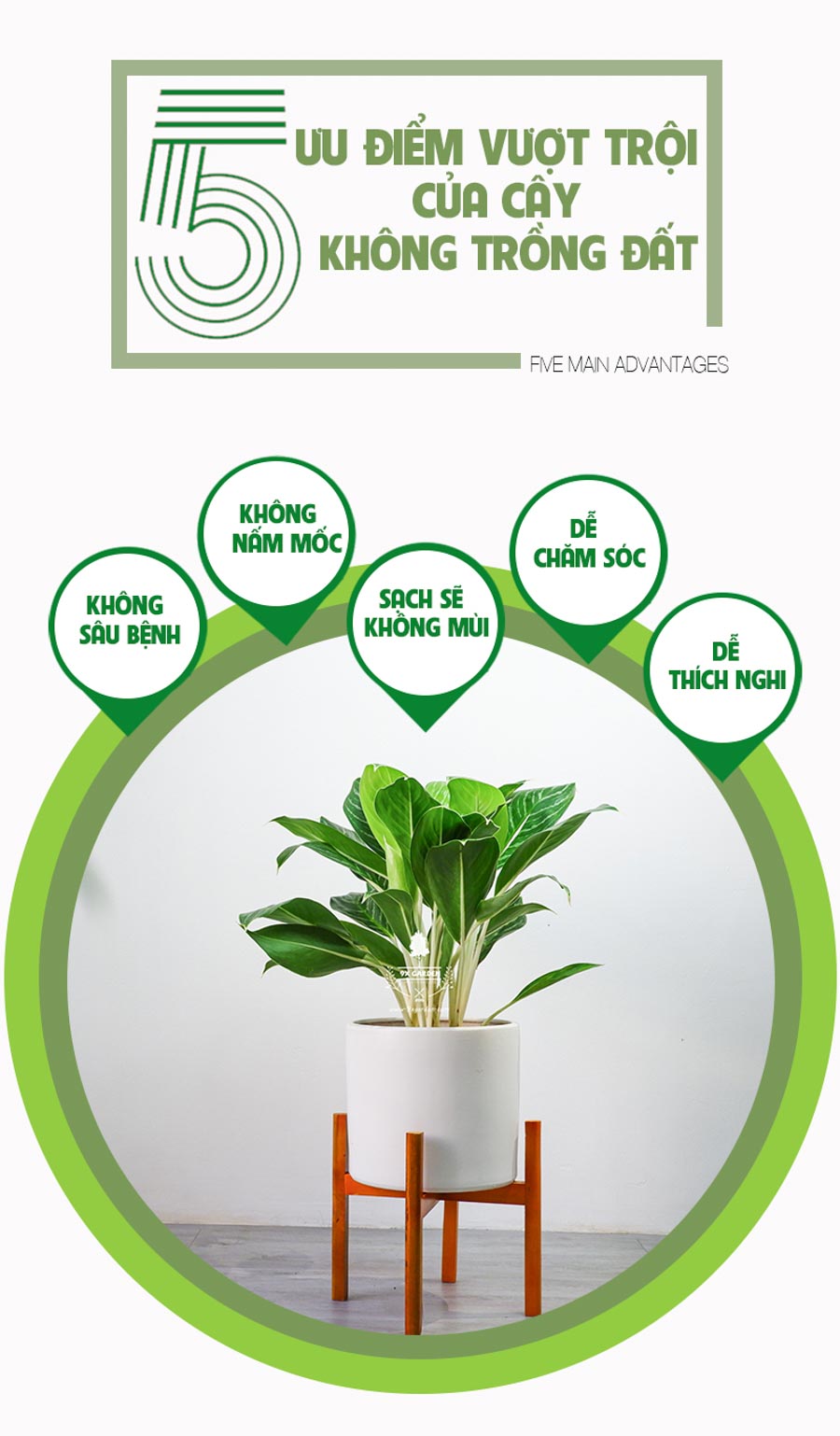 Cây Bạch Mã Hoàng Từ Không Cần Đất - 9X GARDEN