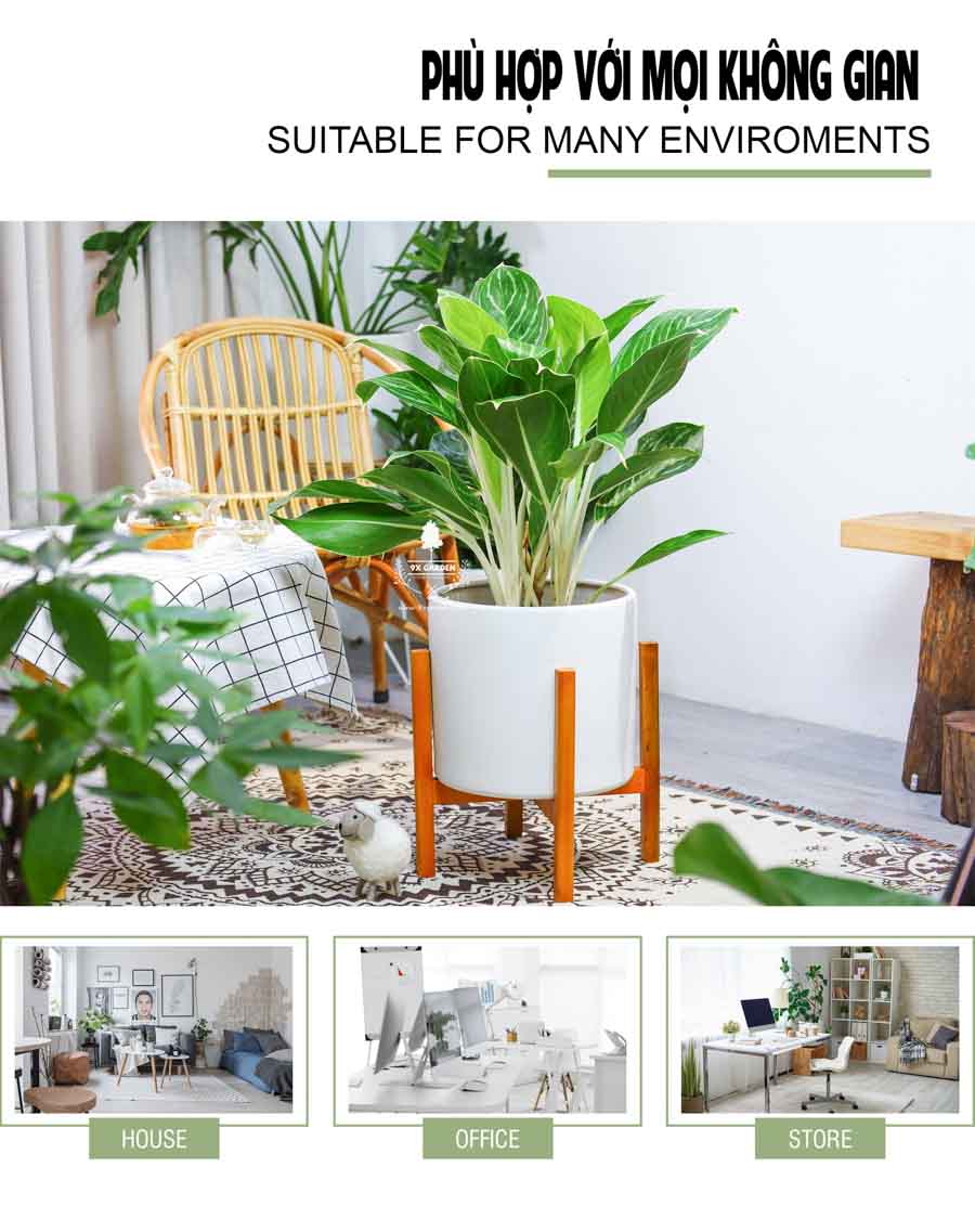 Cây Bạch Mã Hoàng Từ Không Cần Đất - 9X GARDEN