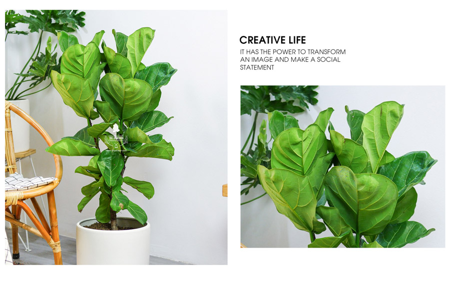 Bàng Singapore Không Trồng Đất - 9X GARDEN