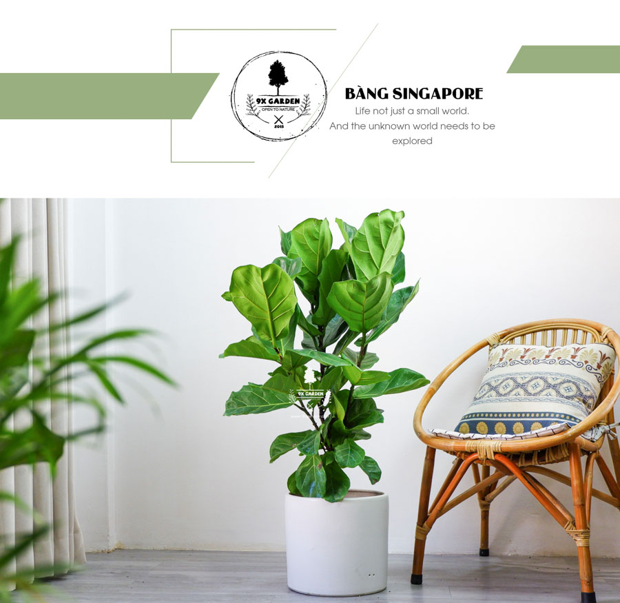 Bàng Singapore Không Trồng Đất - 9X GARDEN