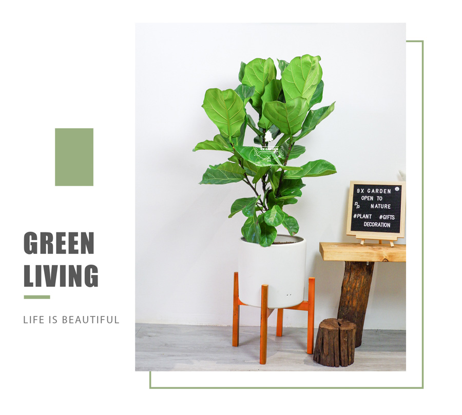 Bàng Singapore Không Trồng Đất - 9X GARDEN