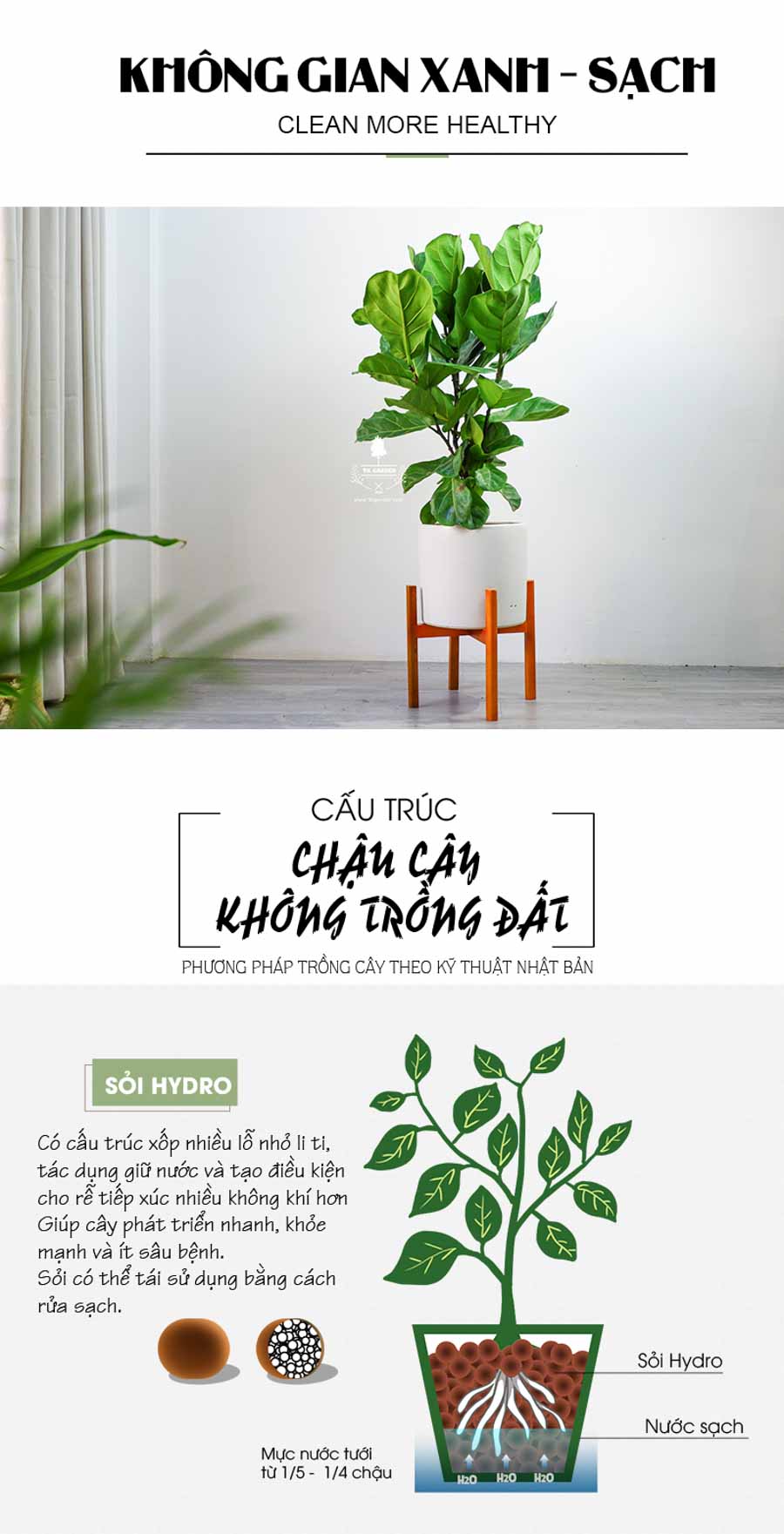 Bàng Singapore Không Trồng Đất - 9X GARDEN