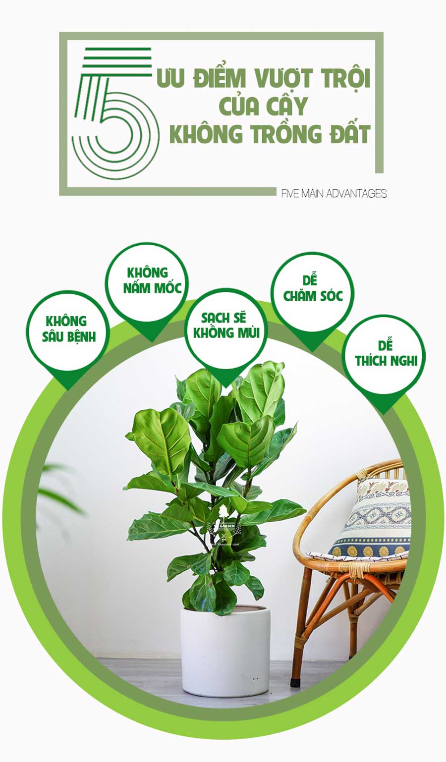 Bàng Singapore Không Trồng Đất - 9X GARDEN