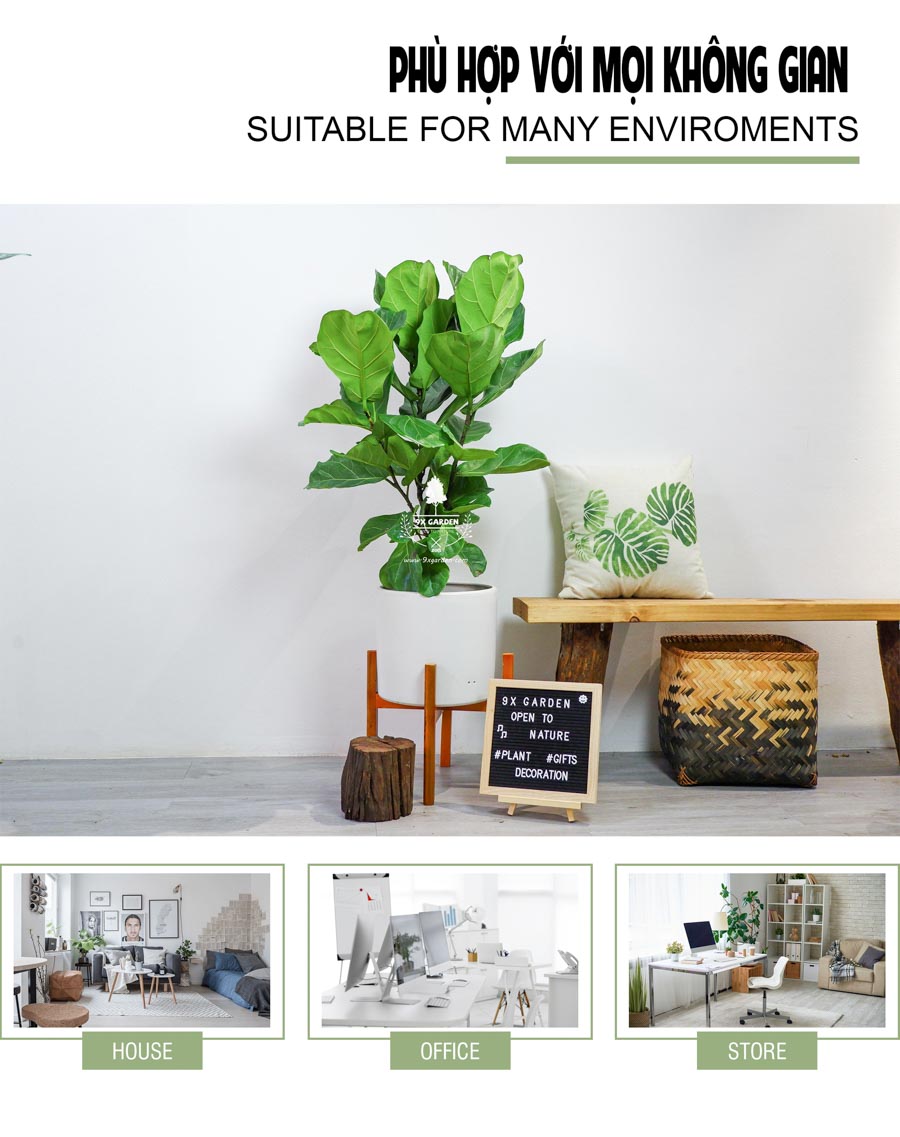 Bàng Singapore Không Trồng Đất - 9X GARDEN