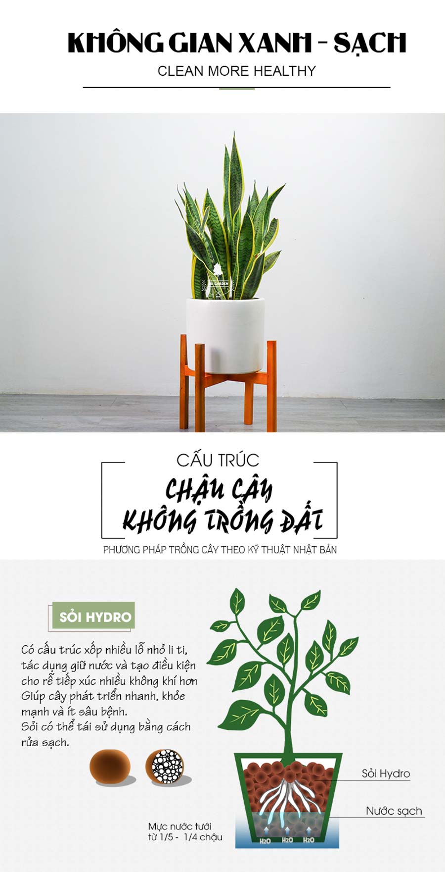 Lưỡi Hổ Trồng Không Cần Đất - 9X GARDEN
