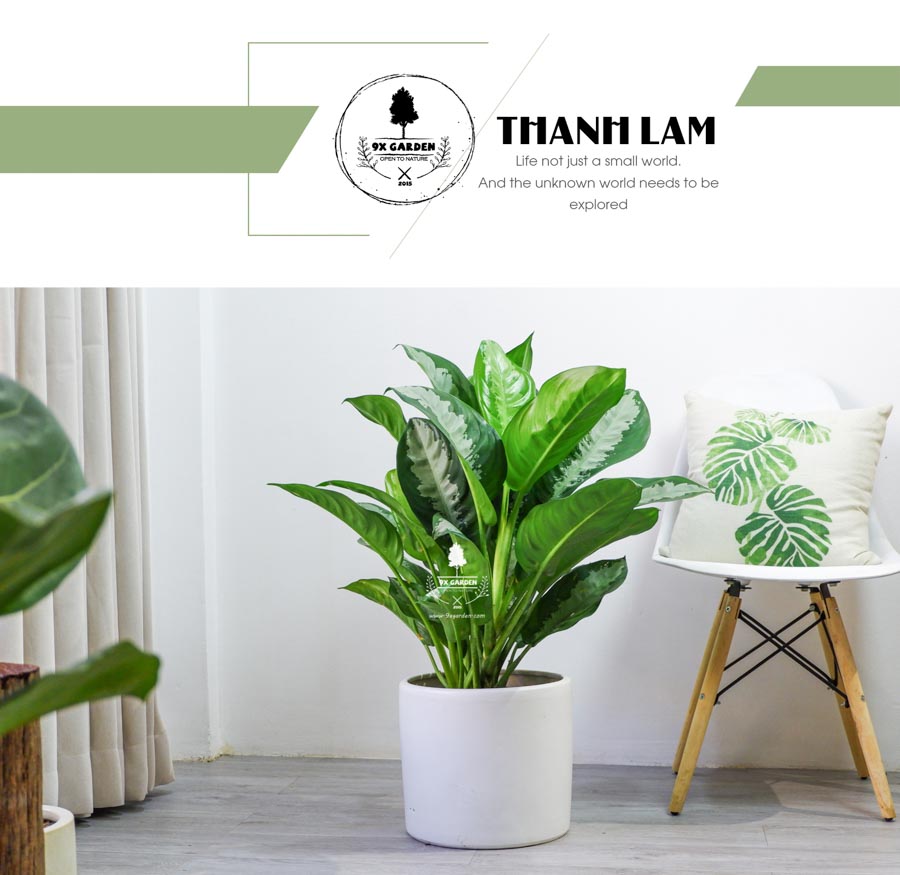 Thanh Lam Trồng Không Cần Đất - 9X GARDEN