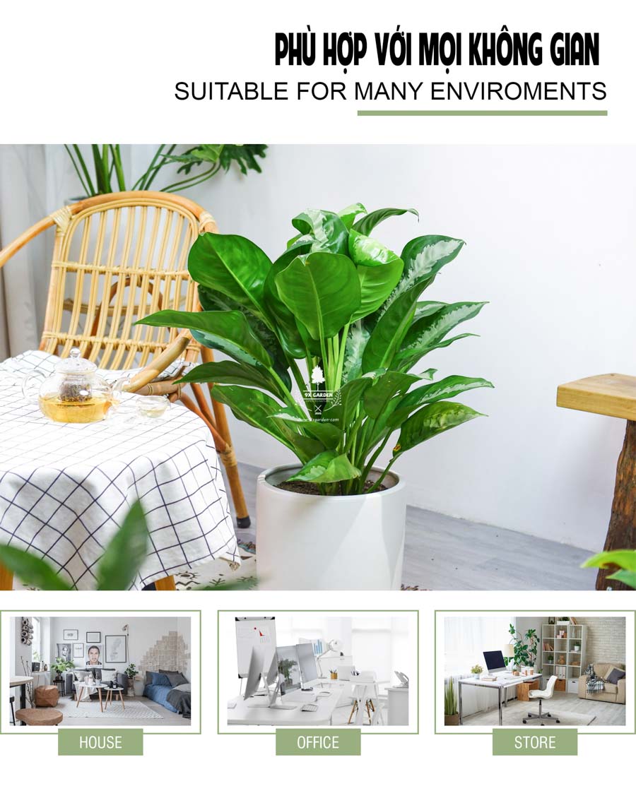 Thanh Lam Trồng Không Cần Đất - 9X GARDEN