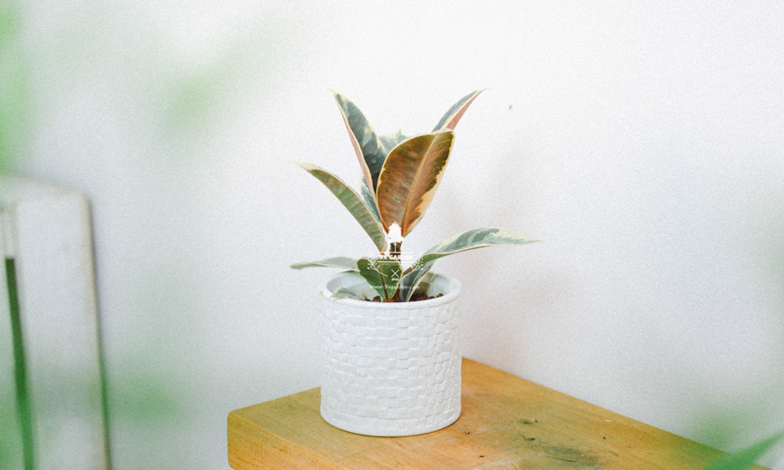 Chăm Sóc Cây Đa Cẩm Thạch Không Cần Đât 9X GARDEN