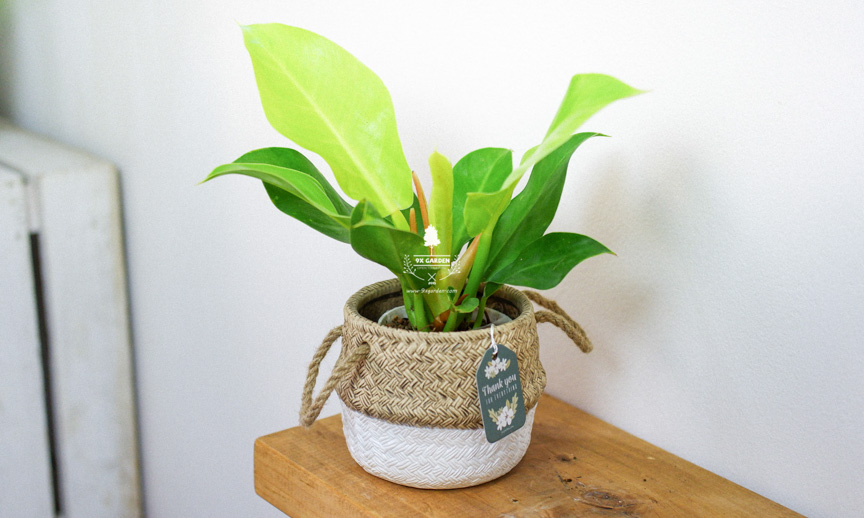 Chăm Sóc Cây Trầu Bà Đế Vương Vàng Không Cần Đất 9X GARDEN