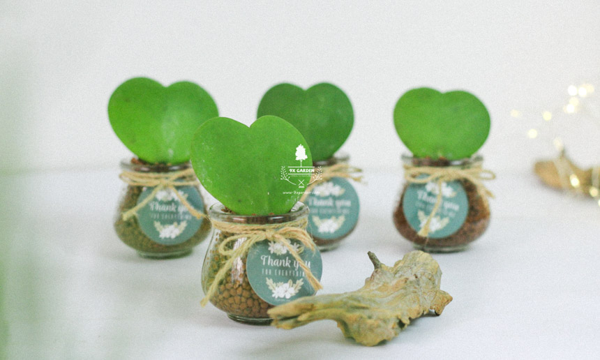 Chăm Sóc Cây Hoya Không Cần Đất 9X GARDEN