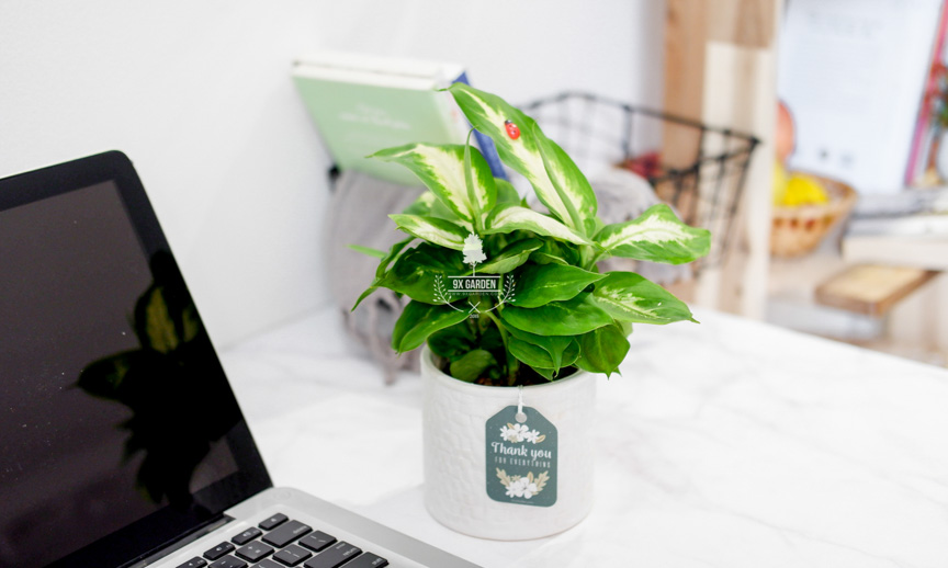 Chăm Sóc Cây Vạn Niên Thanh Không Cần Đất 9X GARDEN