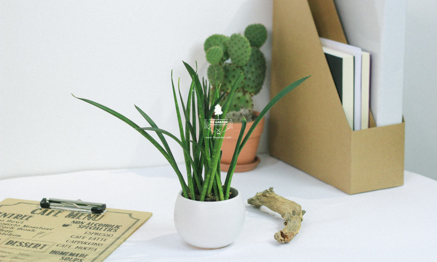 Chăm Sóc Cây Ngà Voi Không Cần Đất 9X GARDEN