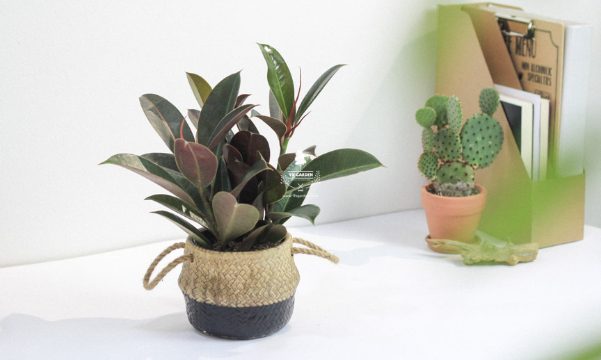 Chăm Sóc Cây Đa Búp Đỏ Không Cần Đất 9X GARDEN