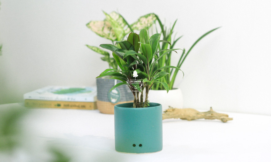 Chăm Sóc Cây Huyết Dụ Không Cần Đất 9X GARDEN