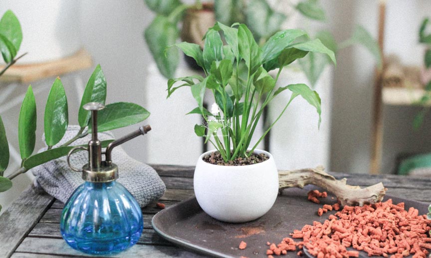 Chăm Sóc Cây Lan Ý Không Cần Đât 9X GARDEN