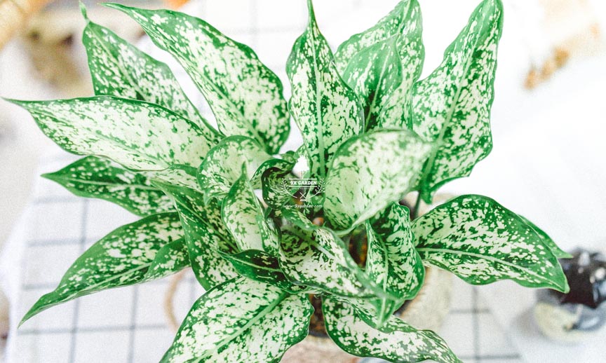 Chăm Sóc Cây Ngọc Ngân Không Cần Đất 9X GARDEN