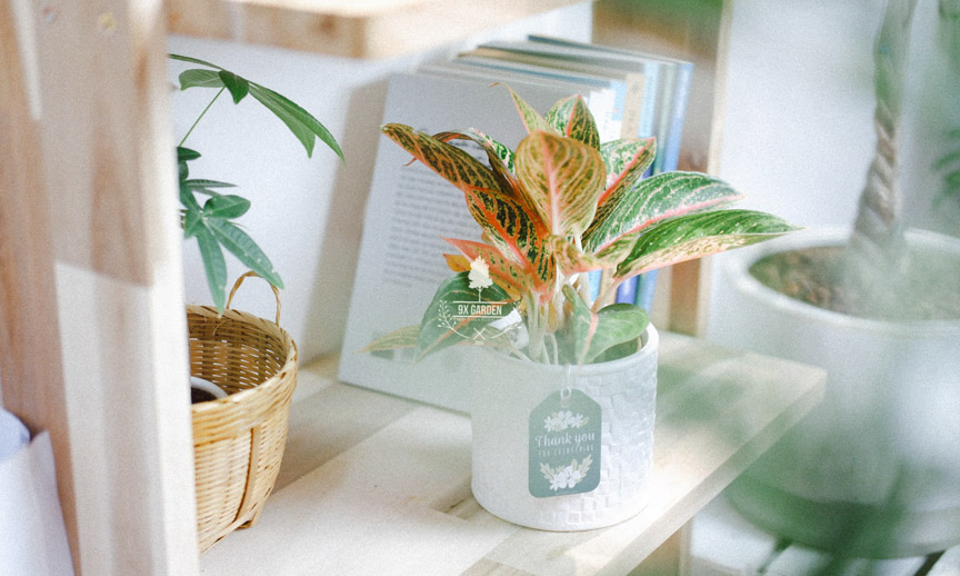 Chăm Sóc Cây Thịnh Vượng Không Cần Đất 9X GARDEN