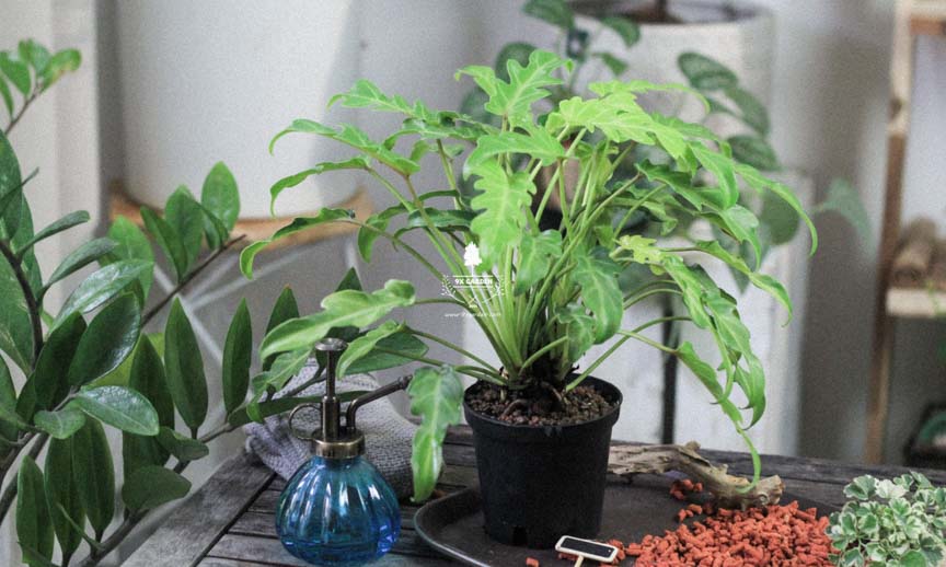 Chăm Sóc Cây Trầu Bà Khía Không Cần Đât 9X GARDEN