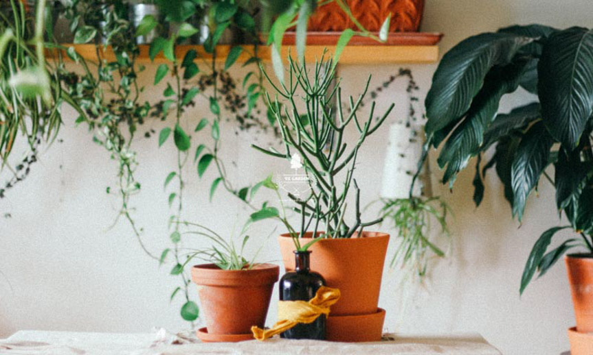 "Điểm mặt" 5 lợi ích đến từ cây xanh - 9X GARDEN