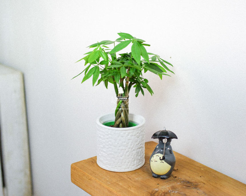 "Điểm mặt" 5 lợi ích đến từ cây xanh - 9X GARDEN