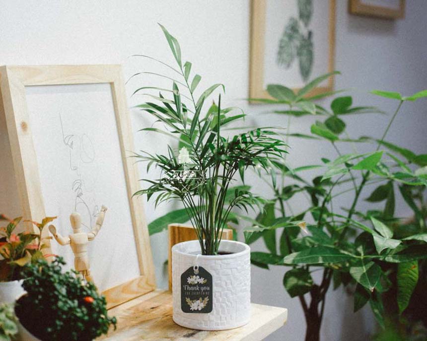 "Điểm mặt" 5 lợi ích đến từ cây xanh - 9X GARDEN