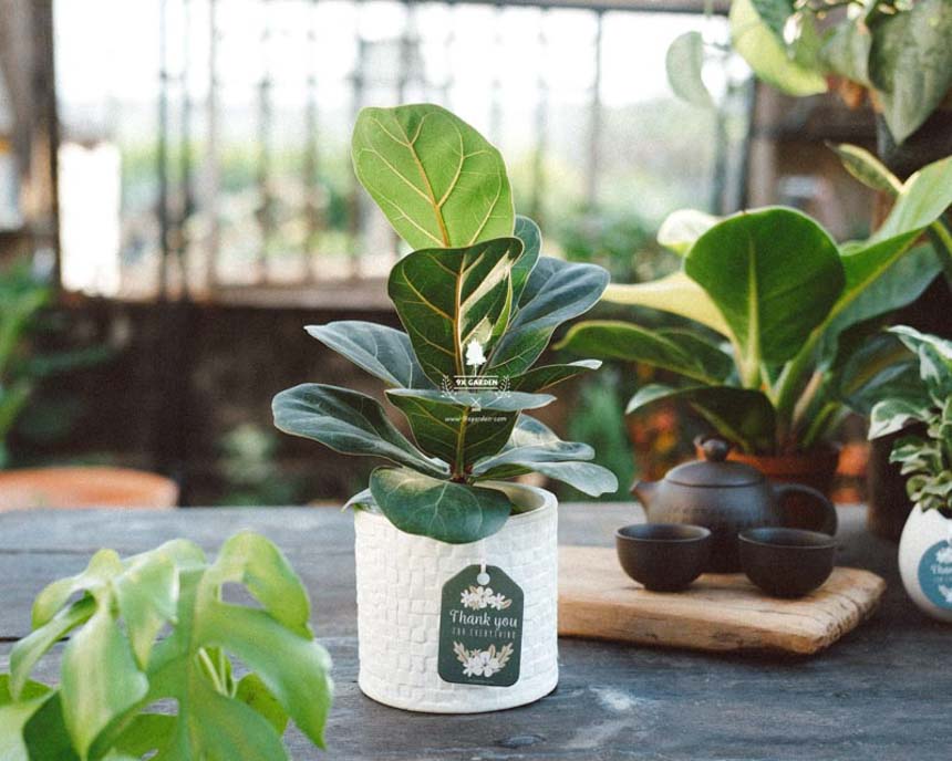 "Điểm mặt" 5 lợi ích đến từ cây xanh - 9X GARDEN